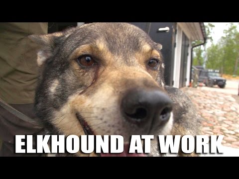Wideo: Czy norweskie elkhoundy mogą polować?