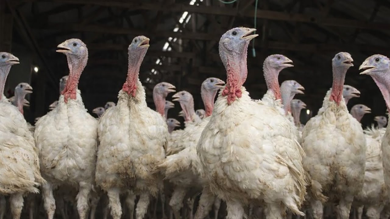 223.7 Million Turkeys a Year – How Poultry Farming Feeds America’s Holidays