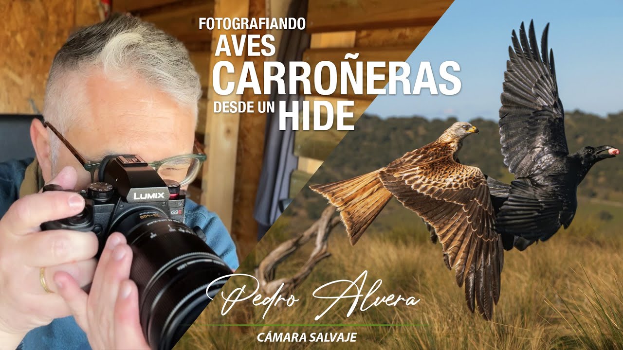 Fotografiando aves carroñeras desde un hide