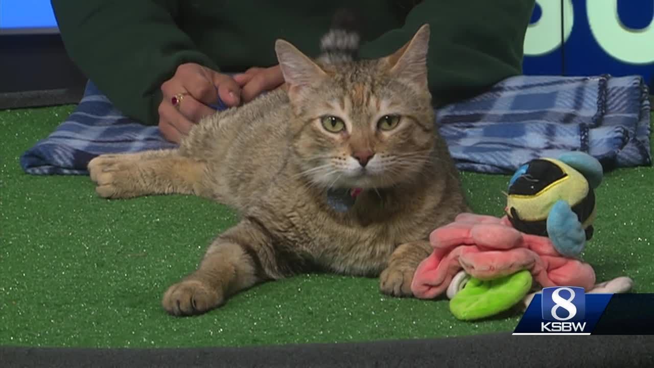 Pet of the Weekend: Poppy monterey park california