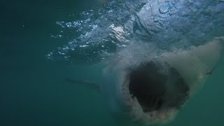 Actress Attacked by Large Shark in Knee Deep Water - Marcia Hathaway by Sharks Happen 55,836 views 2 months ago 6 minutes, 11 seconds