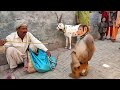Bandar Ka Khel Bandar Ka Tamasha ब दर क ख ल Monkey Full Drama Monkey Funny Video Bandar Ka Khel Bandar Ka Tamasha ब दर क ख ल Monkey Full Drama Monkey Funny Video