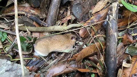 Đi thăm bẫy hôm cuối cùng dính hàng liên tiếp |Rừng núi Bắc Kạn