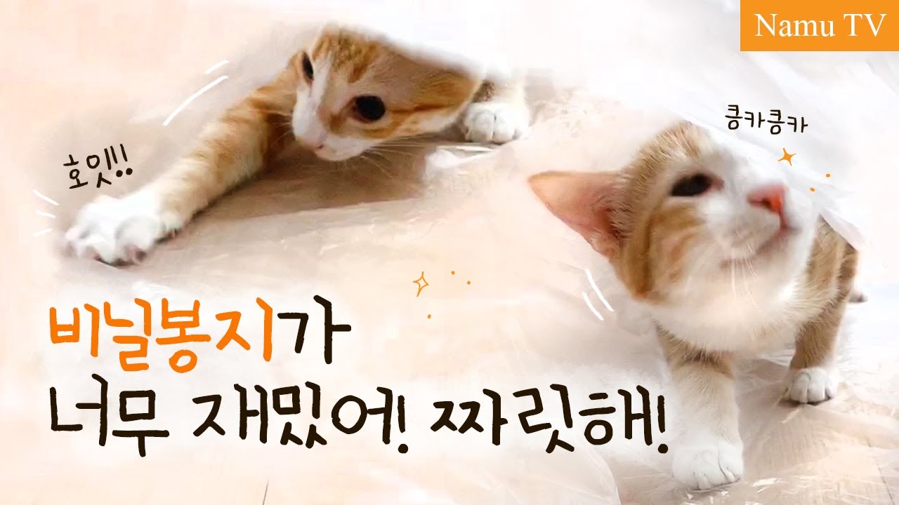 고양이의 비닐봉지 사랑ㅣCat plastic bag love - YouTube