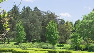 Study Finds Chicago Area Trees Are Threatened By Climate Change