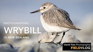 Photographing Wrybill In New Zealand