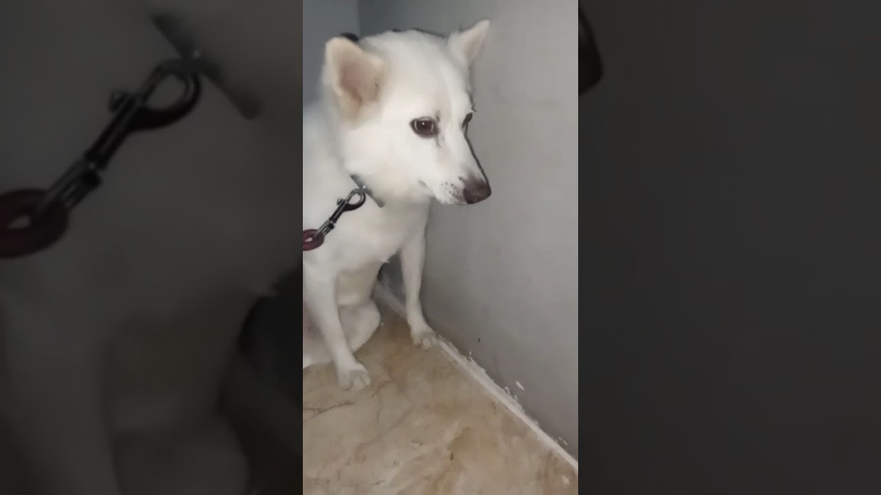 my vian at his boarding hostel for pets 