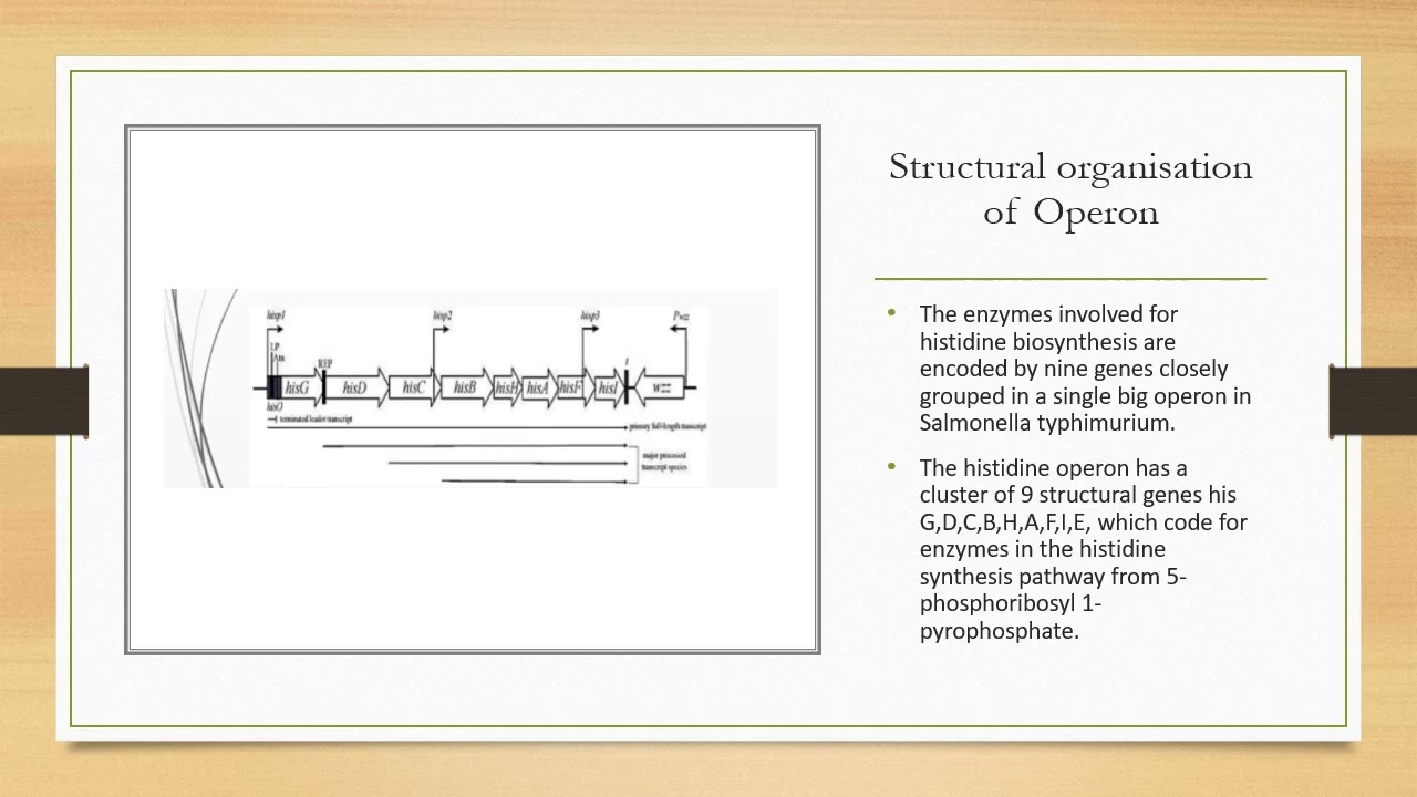 Operan Structure Structure Of Histidine Operon