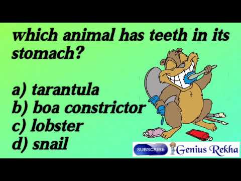 Which animal has teeth in its stomach? - YouTube