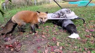 Throwback Thursday with Franny Fox - Esmae - and Fox Foxington by SaveAFox 166,710 views 1 month ago 52 seconds