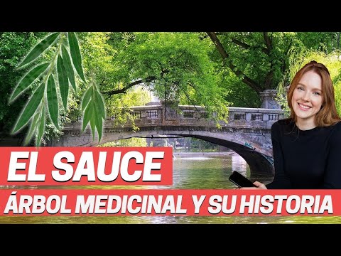 Video: ¿Para qué sirve la hierba de sauce de flor pequeña?