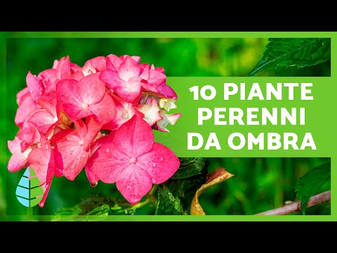 Video: Piante da ombra per giardini della zona 6 - Suggerimenti per piantare piante da ombra della zona 6