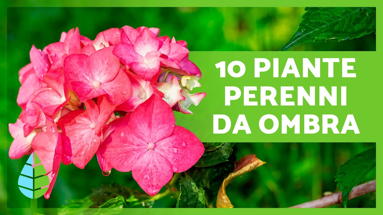 10 ARBUSTI DA OMBRA per il GIARDINO 🌳 Nomi e Cura delle Piante da Ombra!