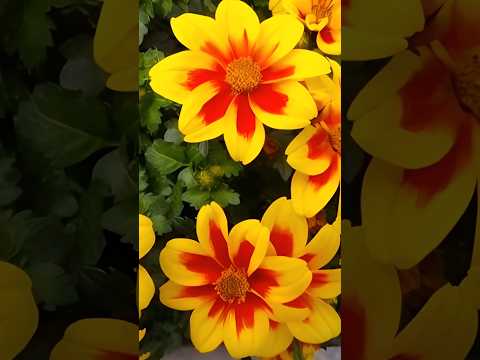 Videó: A növényeket szélbeporozzák. szerény tavaszi virágok