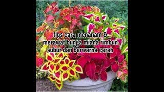 tips merimbunkan bunga miana dan cara menanam dan petawatan bunga miana
