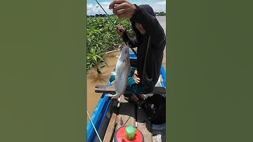 Câu cá đám lục bình khu sạt lở quá đã tay#shorts #fishing #caucagiaitri