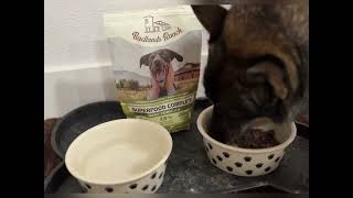 Zeus enjoying his Superfood Complete from Badlands Ranch - Healthy and Delicious! 🐾