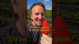 🍓 Strawberry Picking Season is here! 🍓