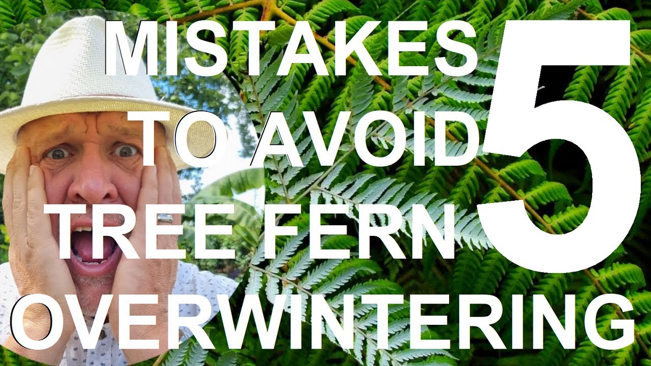 Пять ошибок, которые следует избегать при зимовке древовидных папоротников — Dicksonia antarctica