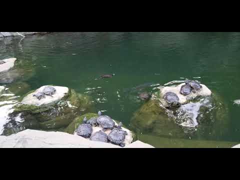 cute turtle and waterfalls in Hong Kong park