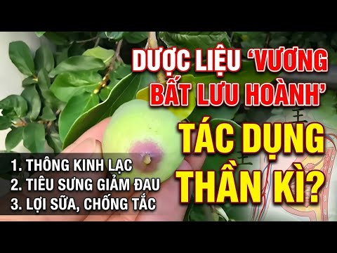 Vương bất lưu hoành _ chính là cây này .