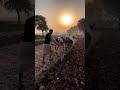 Mitti ke bete #border2song #new #latest #shorts #video