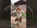 #cute #cat #funny #fyp #like #subscribe