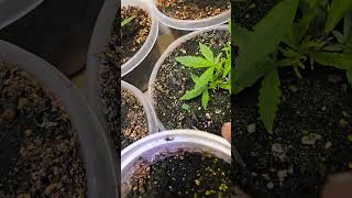 transplanting and seedling