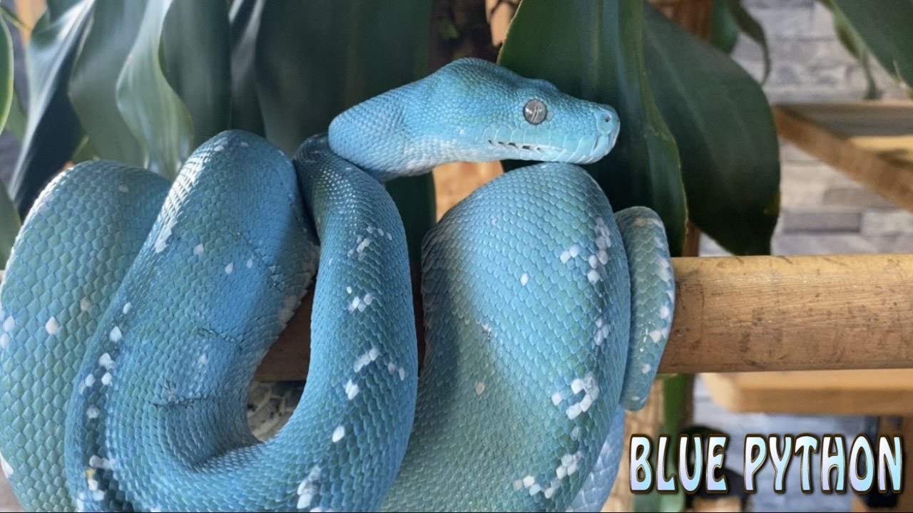 美しいグリーンパイソン - YouTube