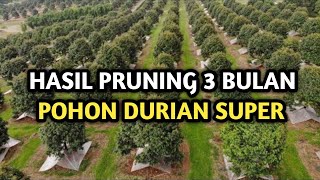 HASIL PRUNING SETELAH 3 BULAN #durian #fyp #viral