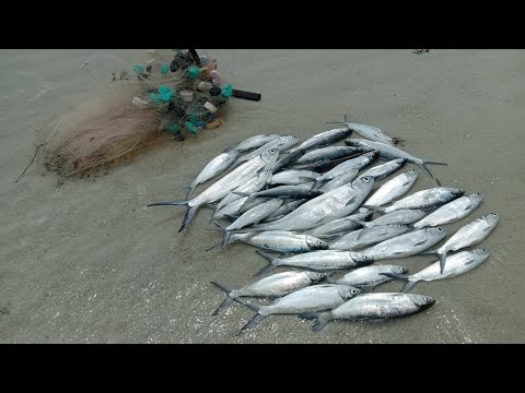 Ikan Bandeng Air Laut