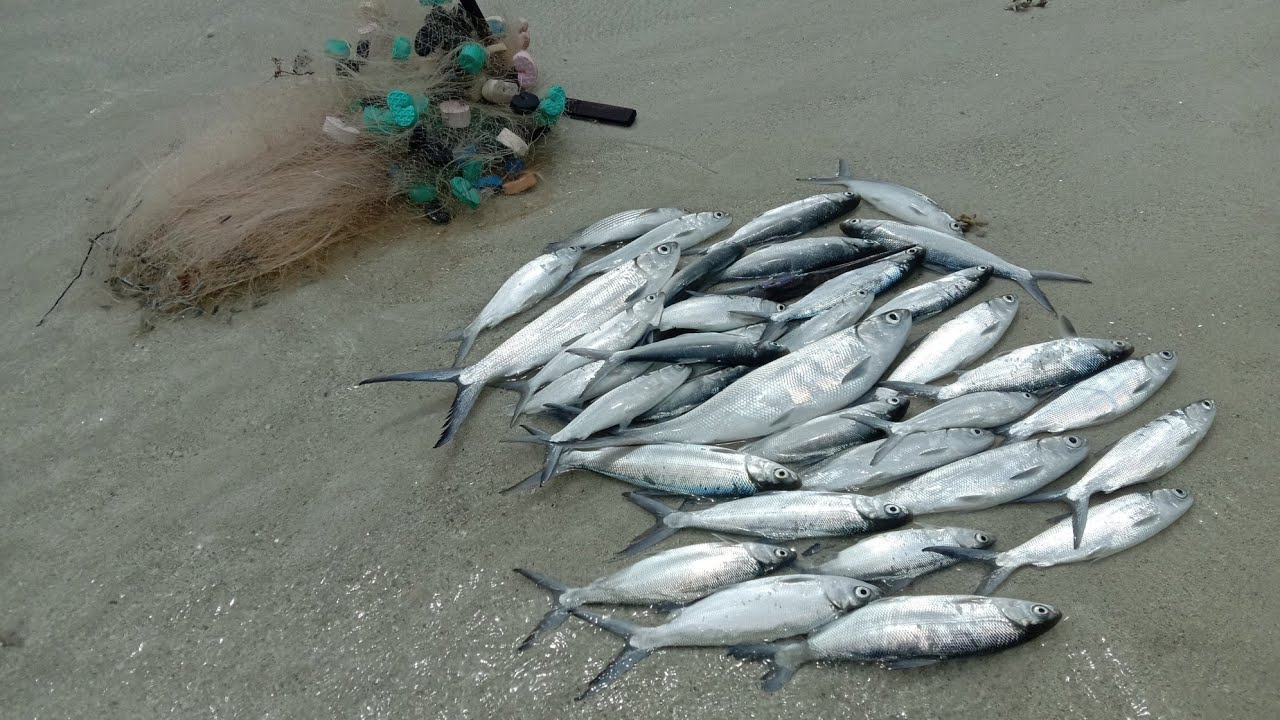 menjaring ikan bandeng di laut!!!!seru banget