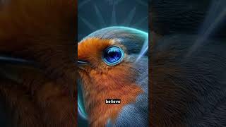 This Robin’s Eyes Run a Quantum Compass in Earth’s Magnetic Field #Shorts