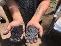 (Suelo Vivo) Beneficios del Biocarbón / Biochar