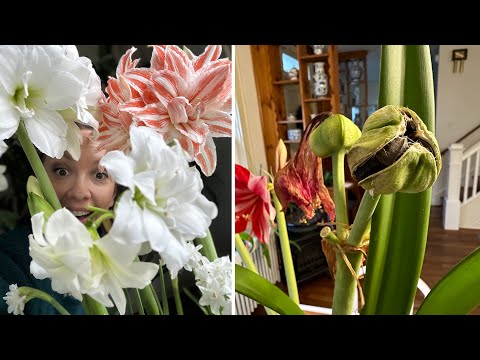Video: Amaryllis frøbælg - tips til dyrkning af amaryllis frø
