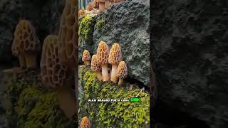Jamur mahal tumbuh rapi di tebing batu 🍄💸 #jamur #morel #farming #cuan #nature