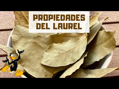 Video: ¿Las hojas de laurel no tienen sabor?