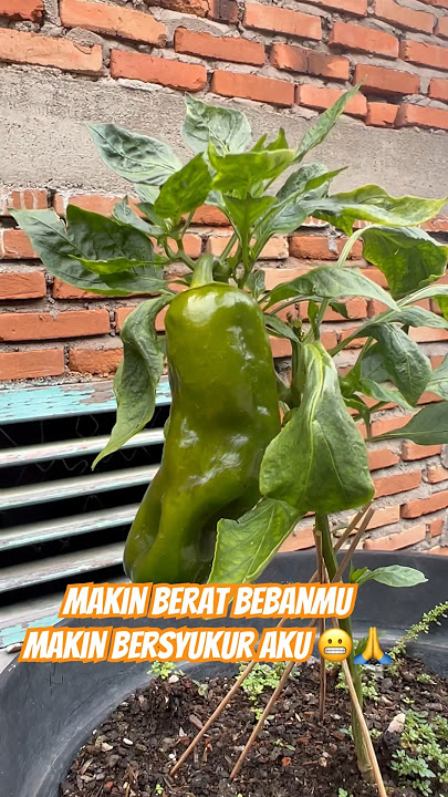 Italian sweet pepper #kebun #cabe #organic #organik #sweetpeppers #hotpepper #chilli #sayur #garden