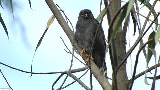 Sharp-shinned Hawk - Accipiter striatus screenshot 4