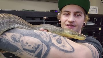 liasis genus part 3. macklot pythons!