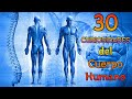 30 Curiosidades y Rarezas sobre el Cuerpo Humano