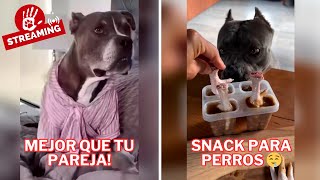 Prepárale este SNACK a tu perro | Tu perro es mejor que tu pareja ♥ | Ser TONTO está de moda