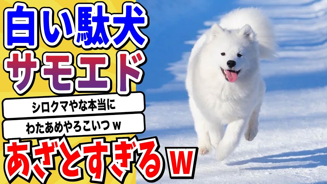 【2ch動物スレ】サモエドとか言うアヘアヘわたあめワンコが可愛すぎるwwwww【なんj/にちゃん 面白いスレ】