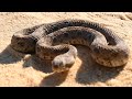 الأفعى الأخطر في مصر وصاحبة أسوأ سمعة ويطلق عليها الحية الغريبة السوداء
