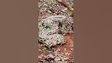 Indian Rock Python(अजगर)#nature #agriculture #villagelife #sneks #shorts  #koyna #python #virel