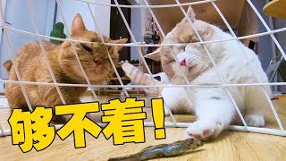 【喵來啦】把吃的放籠子貓會怎麼辦這智商基本告別吃飯了...