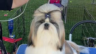 Shih Tzu Top Knot