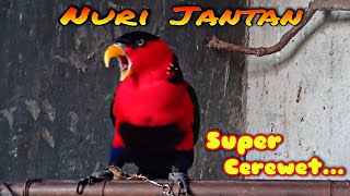 Suara burung nuri kepala hitam jantan gacor super cerewet