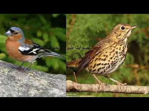 صوت سمن وصلنج دمج 