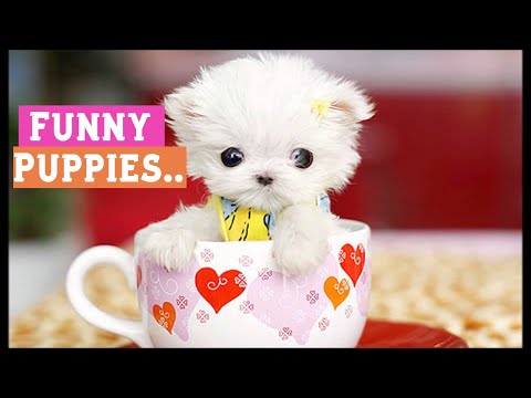 funny-puppies-and-cute-puppy-videos-compilation